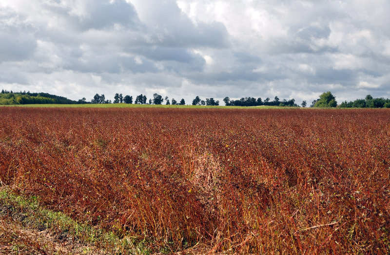 Lichtbilder vom Darss » Blog Archive » Das Buchweizenfeld