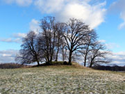 baumgruppe.jpg
