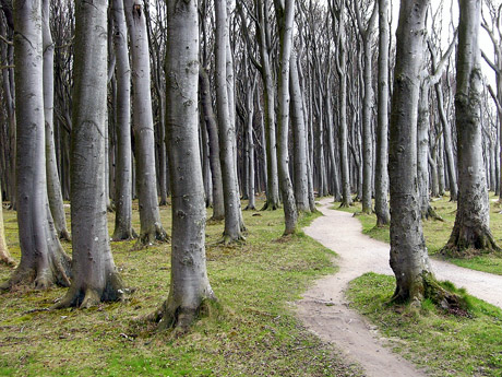 gespensterwald-460.jpg