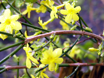 winterjasmin.jpg