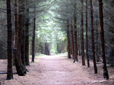 waldweg-eversdorfer-forst-4.jpg