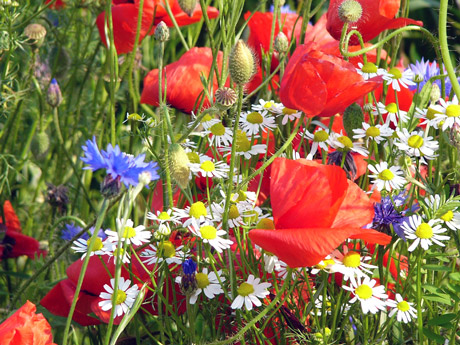 mohn-460.jpg