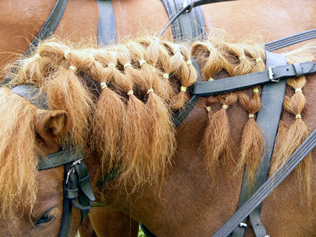 ponys-detail-460.jpg