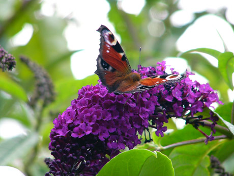 buddleja-mit-falter.jpg