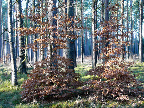 2-buchen.jpg
