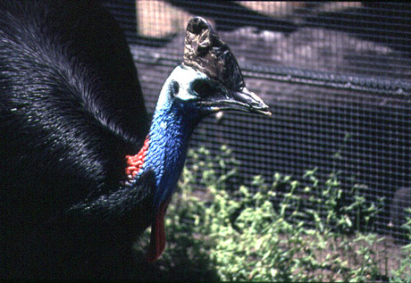 cassowary-bearb.jpg