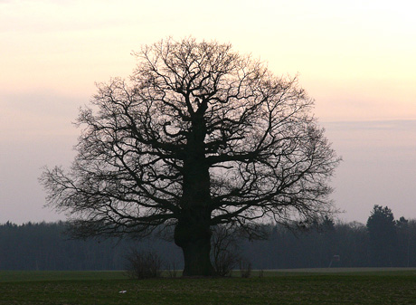 eiche460.jpg