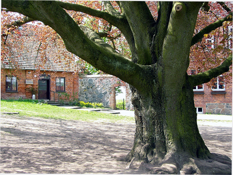 wredenhagen-buche460.jpg