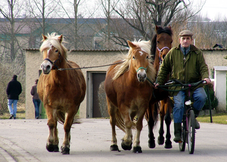 pferde-laufend460.jpg