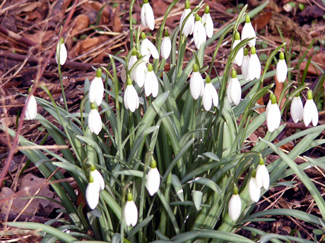 schneegloeckchen460.jpg
