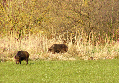 wildschweine-460.jpg