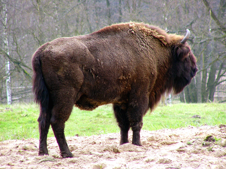 wisent-460.jpg