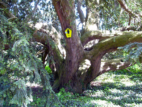 eibe-jabel-460.jpg