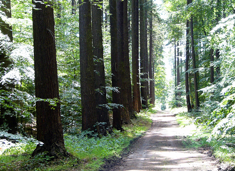 douglasien-460.jpg