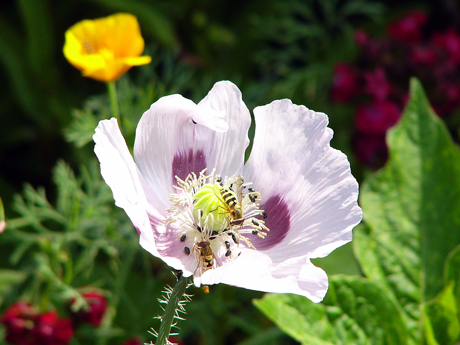 mohn-460.jpg