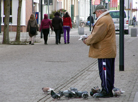 tauben-1