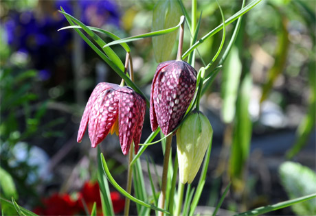 schachblume-460