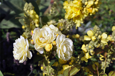 gelbe-Blumen-460