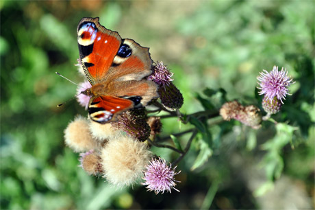 Schmetterling-460 Schmetterling-460
