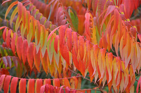 essigbaum