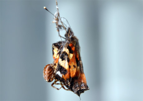 spinne