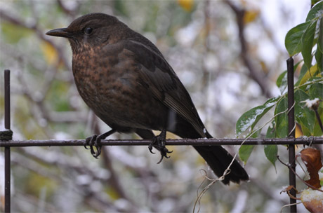 amsel