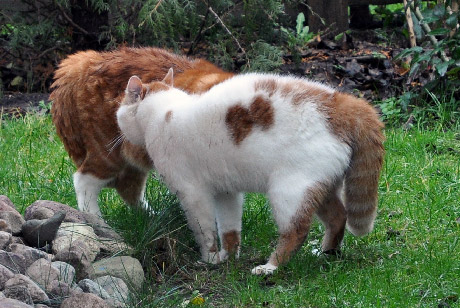 Katzen