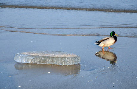 ente