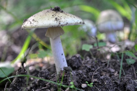 Pilz