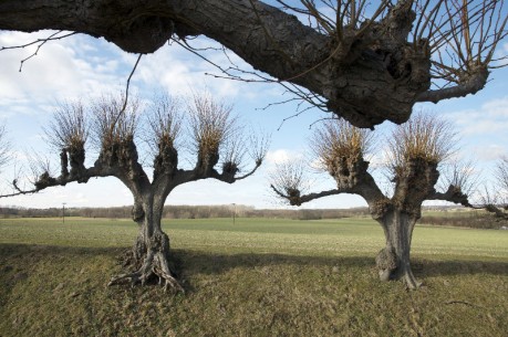 Linden-Bothmer