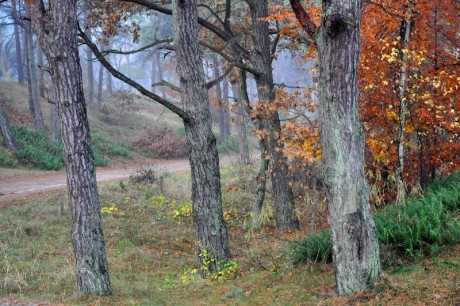 Kuestenwald-Zinnowitz