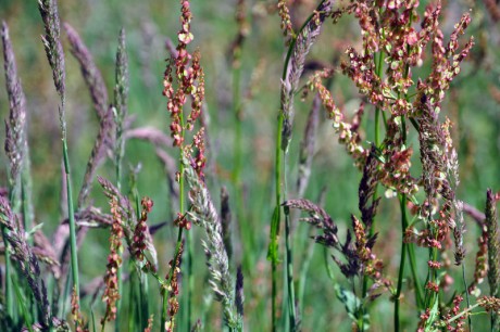 Wiese-mit-Sauerampfer