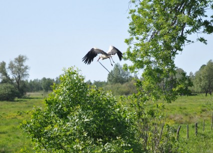 storch