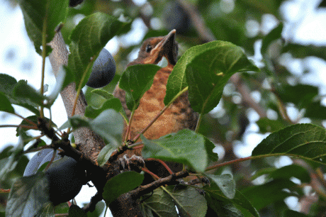 Amsel