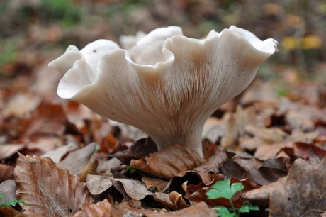 Pilz