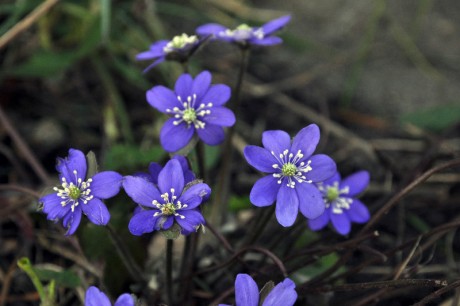 Leberblümchen