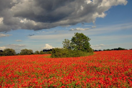 Mohn
