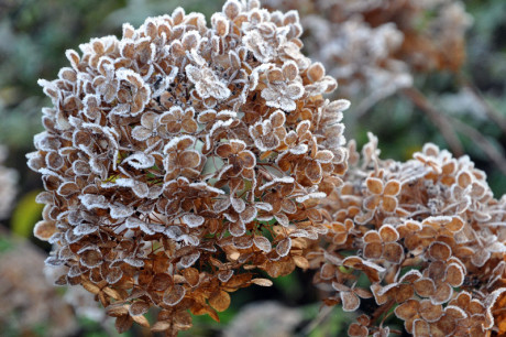Frost