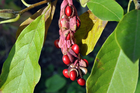 Magnolie