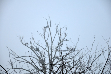 Nebel