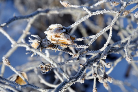 Winterrose