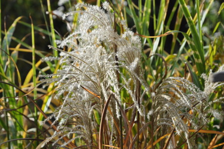 gras