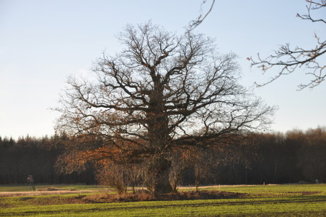 eiche