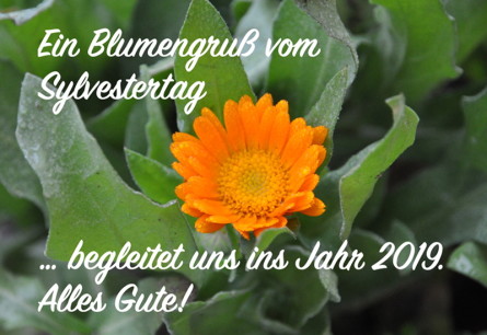 Gruß Ringelblume 800