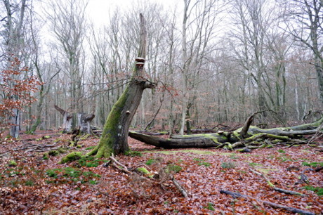 Darßwald